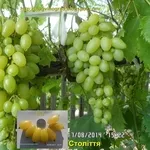 Черенки винограда-170 сортов и г. ф.