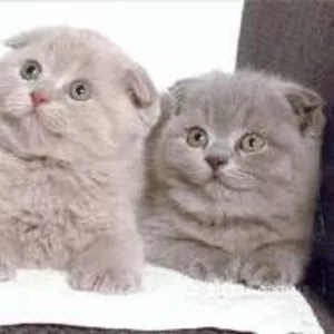 котята британцы голубого окраса приучены к лотку питаются самостоятель