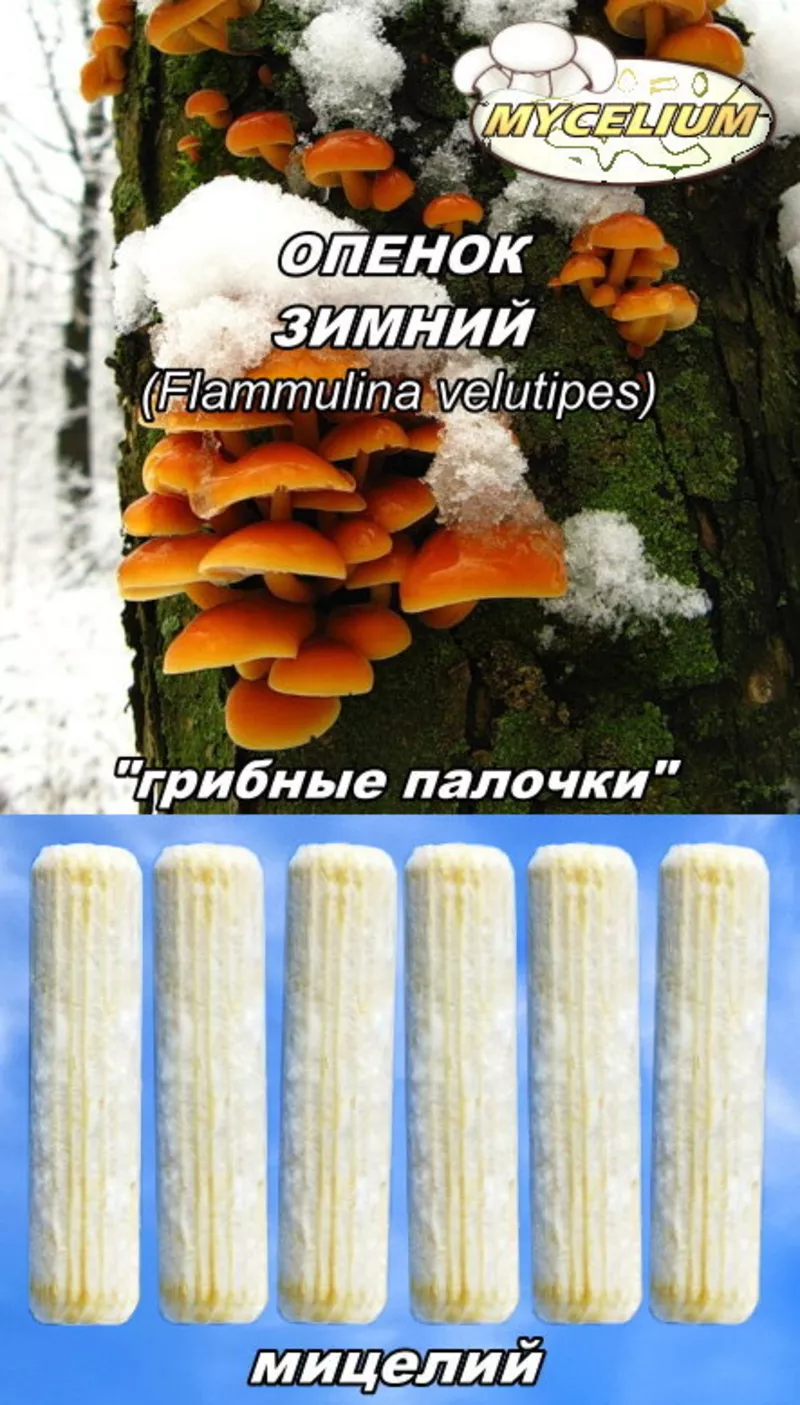 Мицелий «грибные палочки»,  мицелий на брусочках,  мицелий на палочках  5