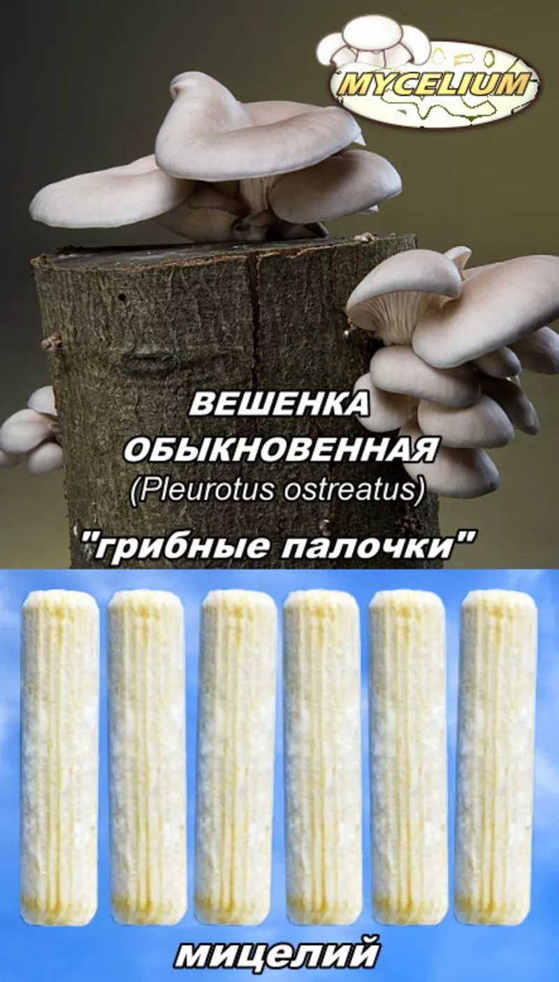 Мицелий «грибные палочки»,  мицелий на брусочках,  мицелий на палочках  7