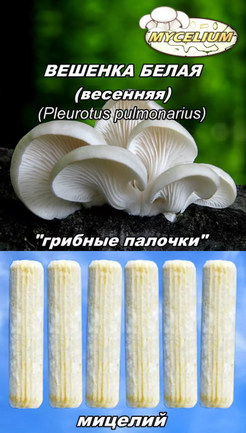 Мицелий «грибные палочки»,  мицелий на брусочках,  мицелий на палочках  10