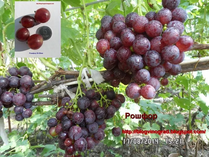 Черенки винограда-170 сортов и г. ф. 2