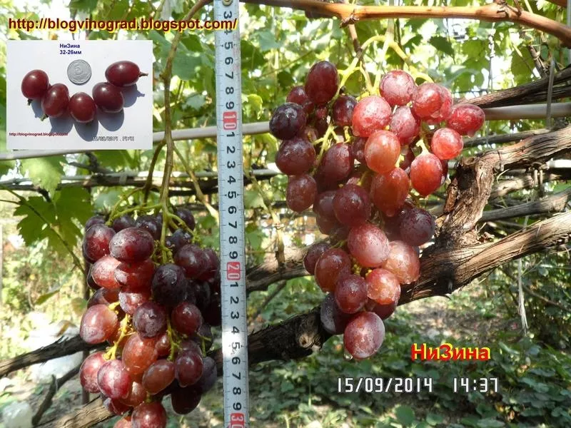 Черенки винограда-170 сортов и г. ф. 3