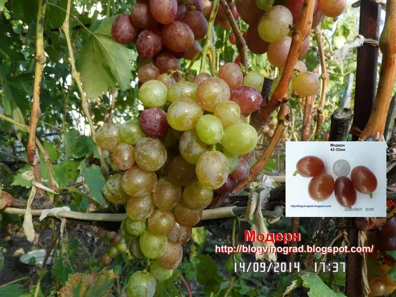 Черенки винограда-170 сортов и г. ф. 4