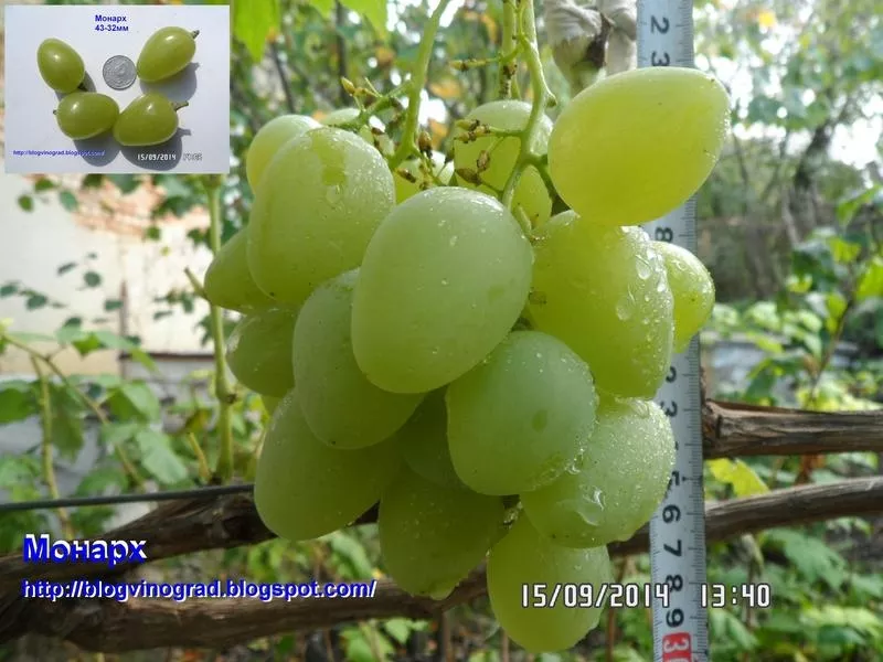 Черенки винограда-170 сортов и г. ф. 5