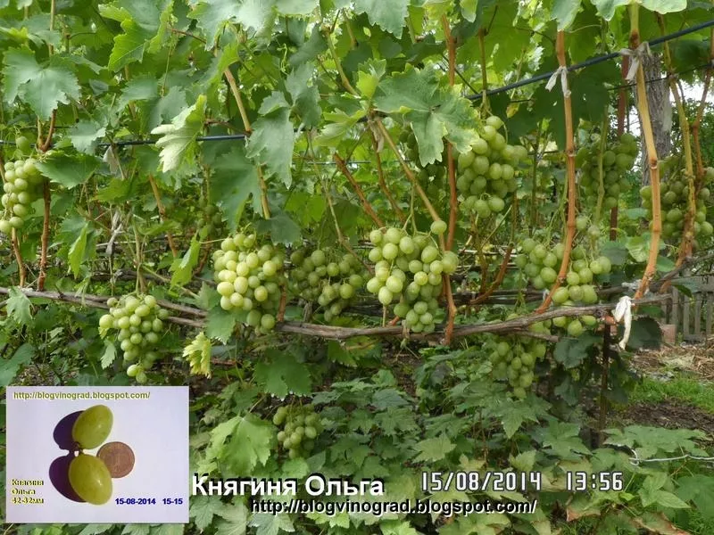 Черенки винограда-170 сортов и г. ф. 6