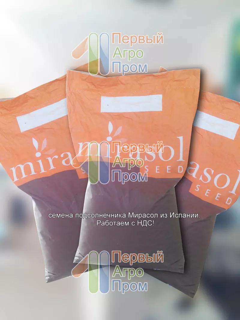 Семена подсолнечника для засушливых регионов - Mirasol seed 2
