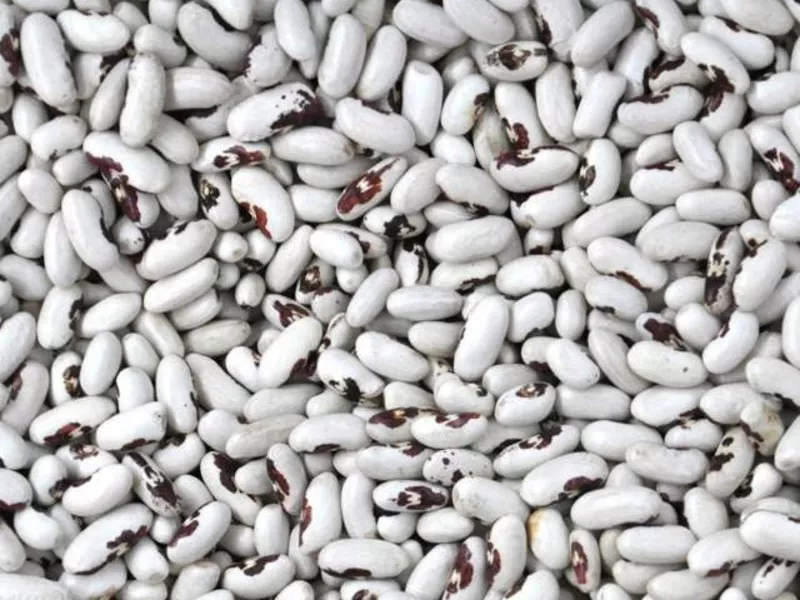 Високоякісна квасоля від виробника.